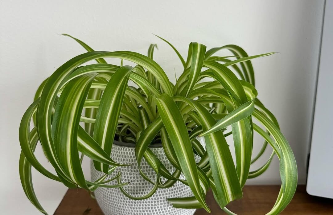 27 Questions About the Bonnie Curly Spider Plant—All Answered!!