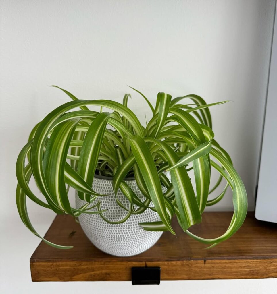 Curly Spider Plant in Table