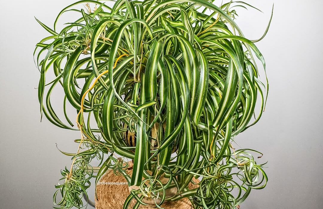 8 Spider Plant Indoor Benefits That Will Surprise You